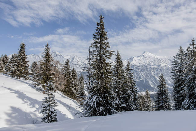 Сосны на снежном холме и горы на заднем плане — стоковое фото