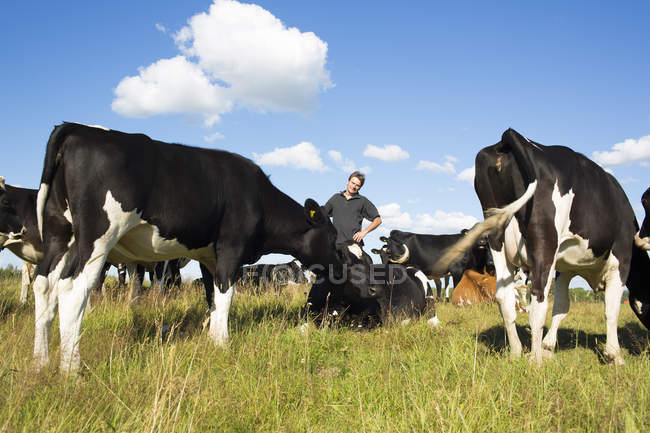 Agricultor posando con vacas en pastos - foto de stock