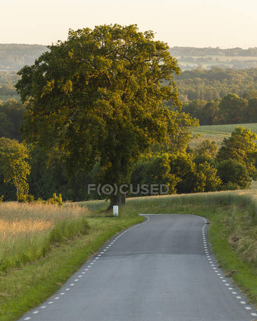 Green oak tree by country road — Stock Photo