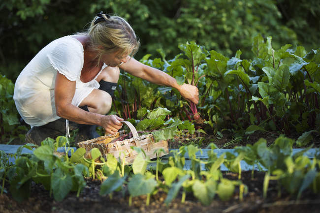 Reife Frau erntet Gemüse und blickt nach unten — Stockfoto