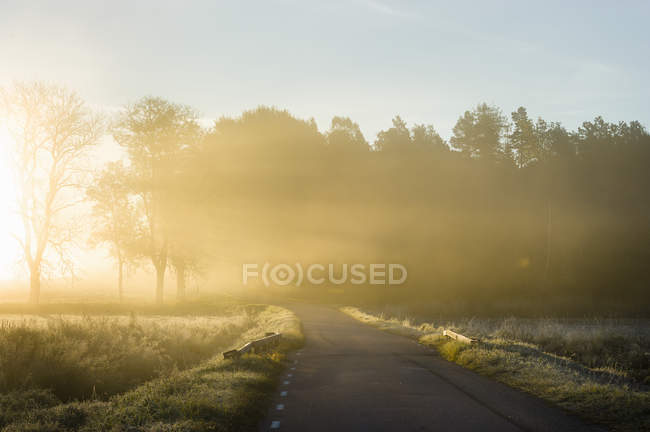 Estrada rural e árvores em luz solar brilhante — Fotografia de Stock