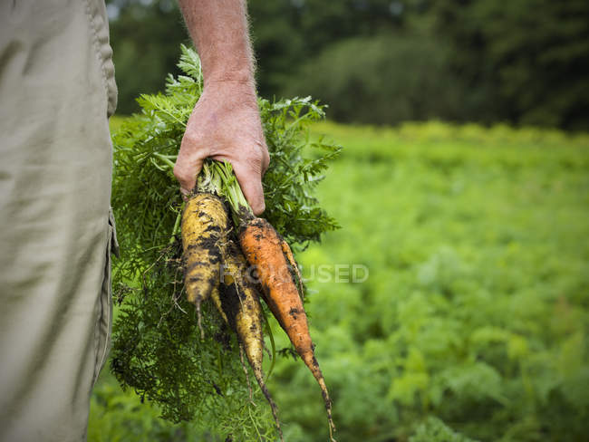 Primer plano de mano masculina sosteniendo racimo de zanahorias - foto de stock