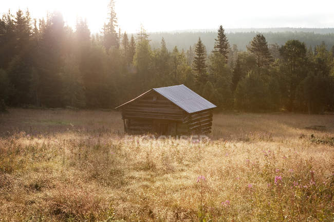 Cabaña de madera con árboles forestales en el fondo - foto de stock