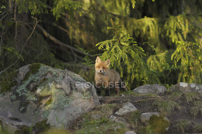 Giovane volpe rossa nel verde lussureggiante — Foto stock