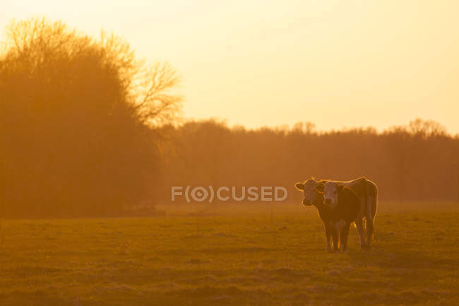 Cows grazing on field in sunset backlit — Stock Photo