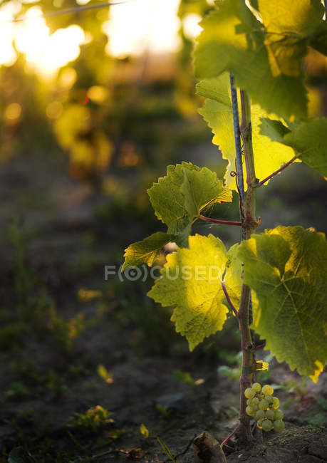 Вигляд спереду винограду в виноградник на заході сонця — стокове фото
