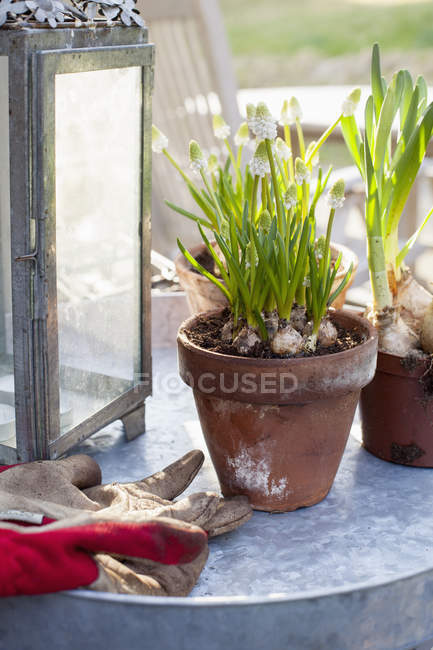 Кімнатні рослини і захисні рукавички при сонячному світлі — стокове фото