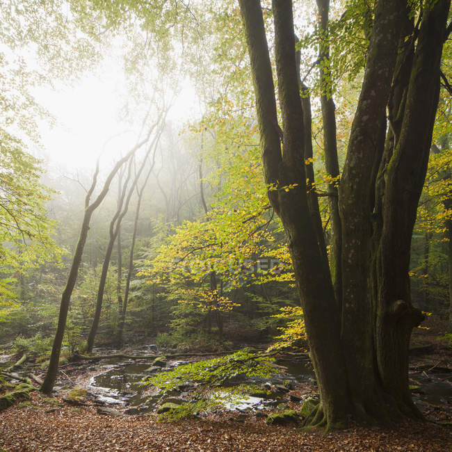 Річкові та зелені лісові дерева в тумані — стокове фото