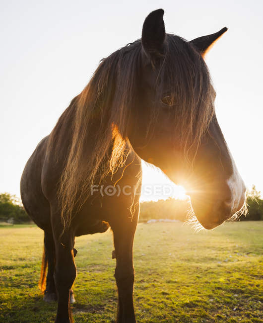 Gros plan du cheval au coucher du soleil — Photo de stock