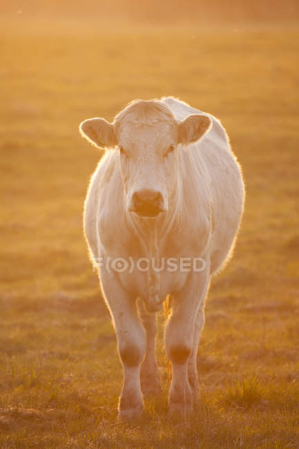 Mucca al pascolo sul campo al tramonto retroilluminato — Foto stock