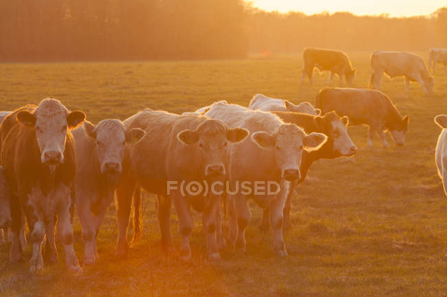 Vaches pâturant sur le champ au coucher du soleil rétroéclairé — Photo de stock