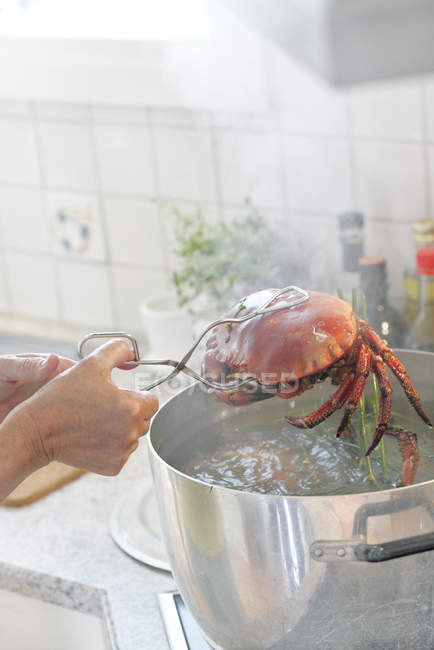 Femme mûre mettant le crabe dans l'eau bouillante — Photo de stock