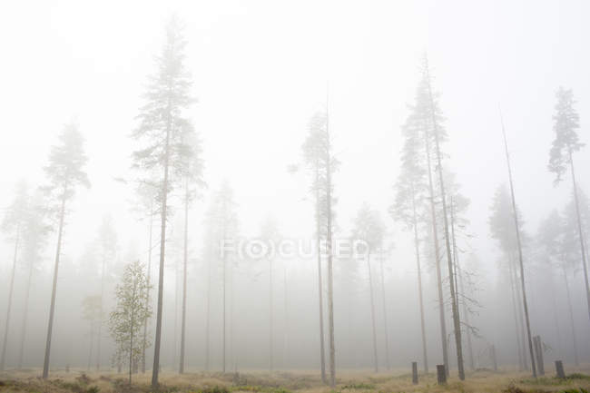Vista ad angolo basso della foresta nella nebbia — Foto stock