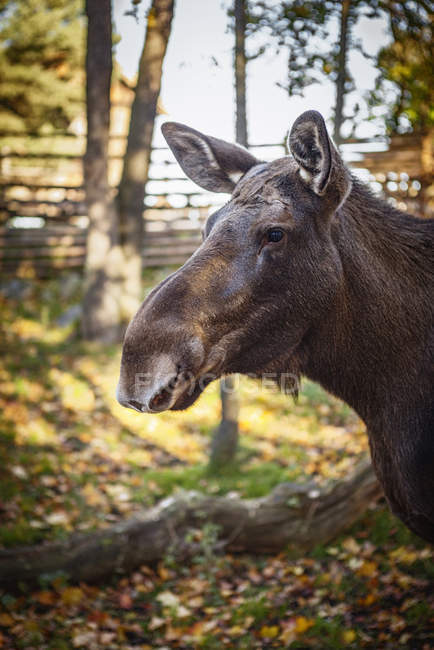 Vorderansicht Elche im Zoo im Herbst — Stockfoto