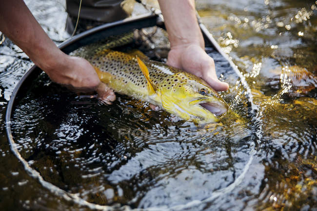 Крупним планом чоловічі руки тримають рибу над сіткою в річці — стокове фото
