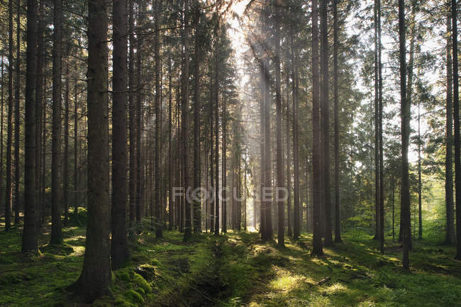 Alberi di pineta e muschio alla luce del sole — Foto stock