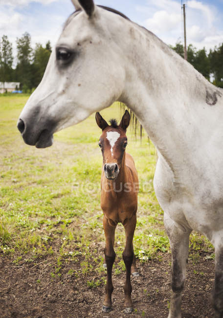 Молодые и взрослые кони на зеленой лужайке — стоковое фото
