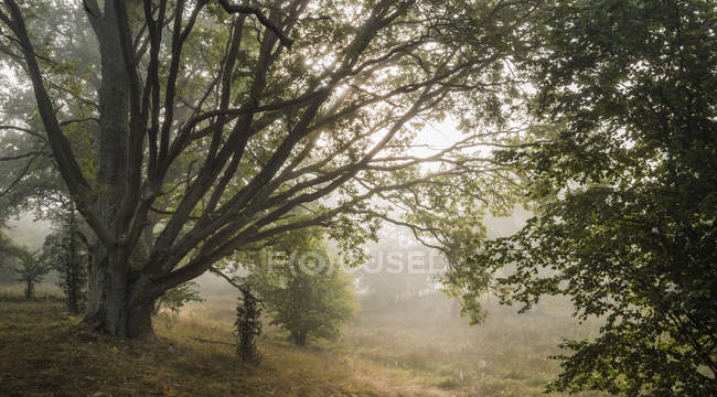 Oak trees in covered morning mist — Stock Photo