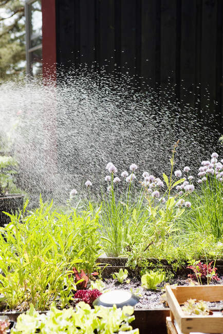 Salpicaduras de agua sobre flores de jardín a la luz del sol - foto de stock