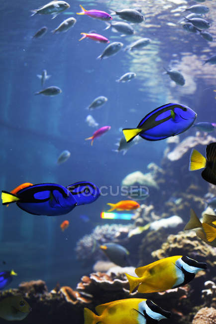 Malerischer Blick auf blaue Fische im Aquarium — Stockfoto