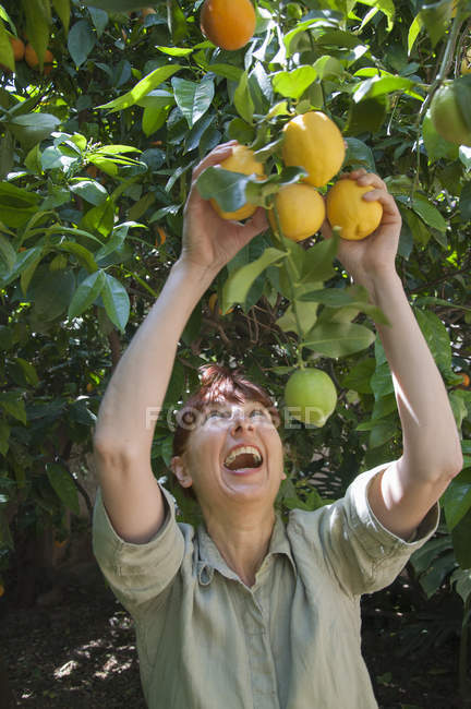 Mujer sonriente recogiendo limones del árbol - foto de stock