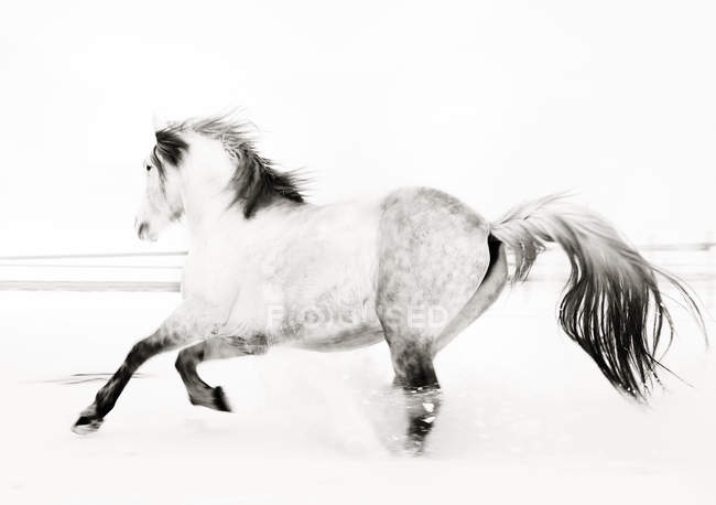 Движущаяся лошадь, бегущая по полю — стоковое фото