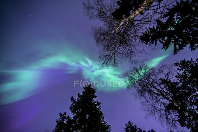 Vista de galhos de árvores no céu iluminado aurora boreal — Fotografia de Stock