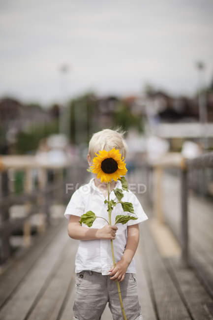 Мальчик держит подсолнух, сосредоточиться на переднем плане — стоковое фото