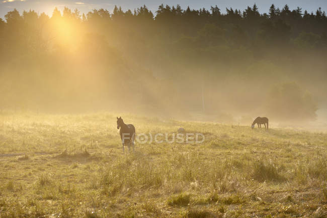 Pferde grasen bei Sonnenaufgang auf der Weide — Stockfoto