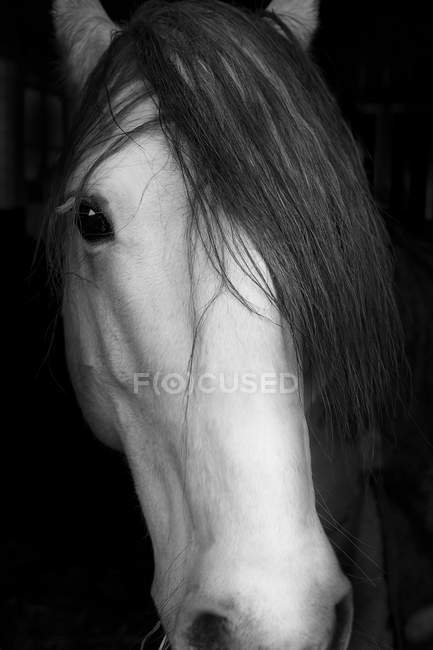 Close up tiro de cabeça de cavalo — Fotografia de Stock