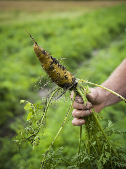 Gros plan de la main humaine tenant la carotte biologique — Photo de stock