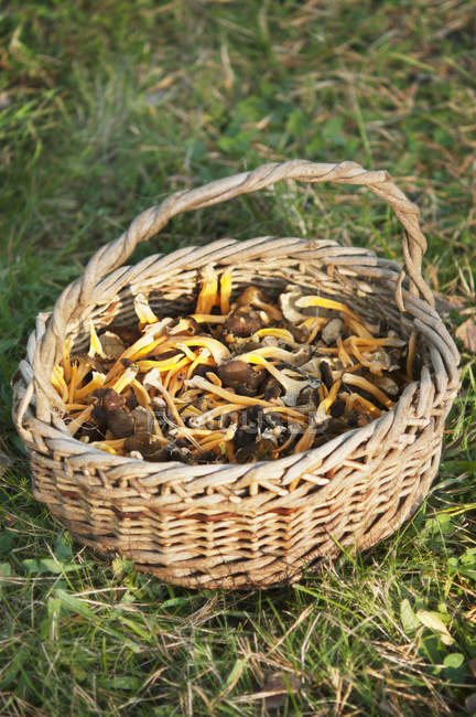 Плетений кошик зі свіжих підібраних грибів лисички — стокове фото