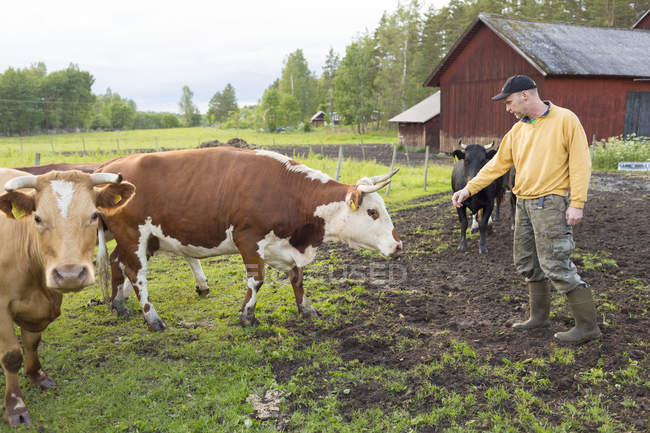 Agricultor com vacas ao ar livre, foco seletivo — Fotografia de Stock
