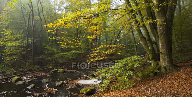 Green forest trees and river at Soderasen National Park — Stock Photo