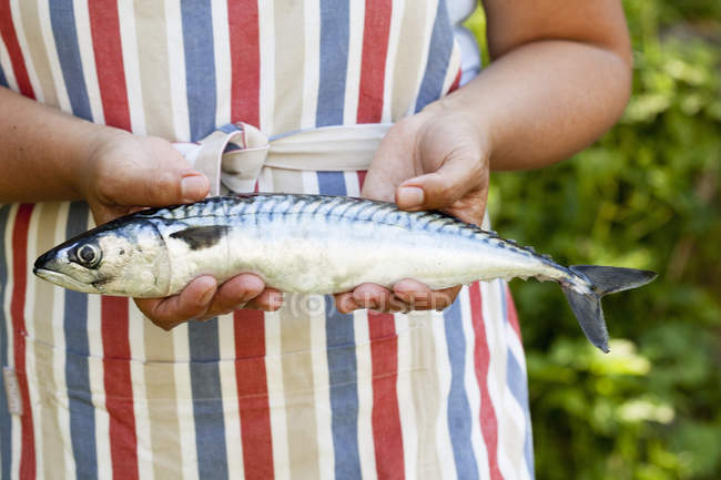 Sezione centrale della persona che detiene pesce sgombro, concentrarsi sulle conoscenze acquisite — Foto stock