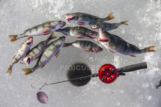 Вид зверху на спійману рибу поруч з рибальським отвором — стокове фото