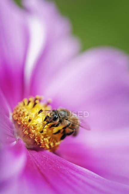 Close up tiro de abelha na flor rosa — Fotografia de Stock