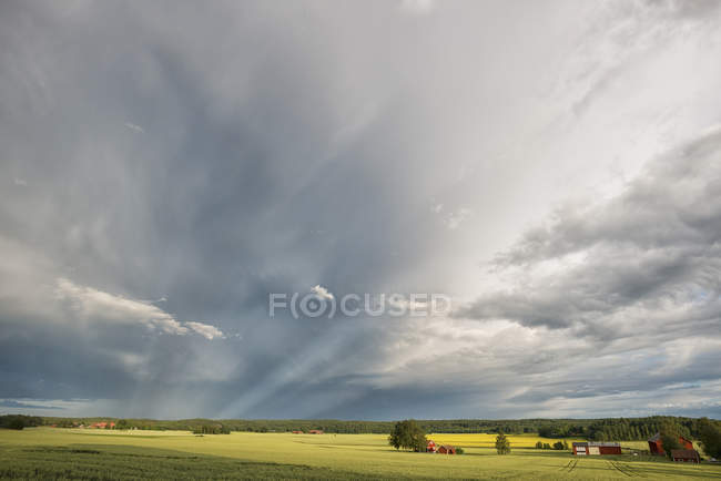 Paysage vue sur champ vert, bois et ciel nuageux — Photo de stock