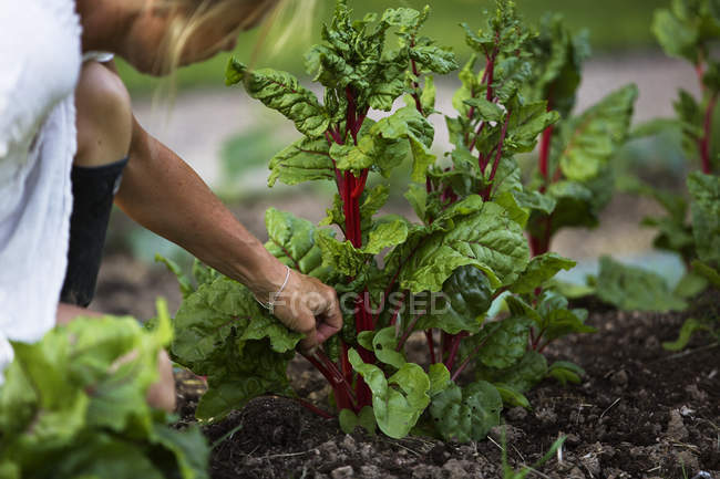 Mujer madura cosechando verduras, enfoque diferencial - foto de stock