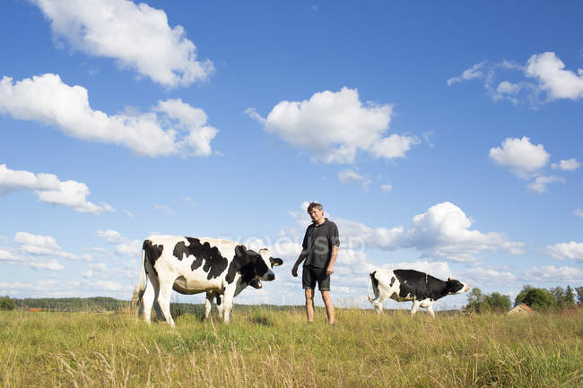Agricultor posando com vacas em pastagem — Fotografia de Stock