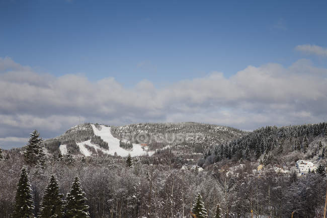 Blick auf schneebedecktes Gebirge und Kiefernwälder — Stockfoto