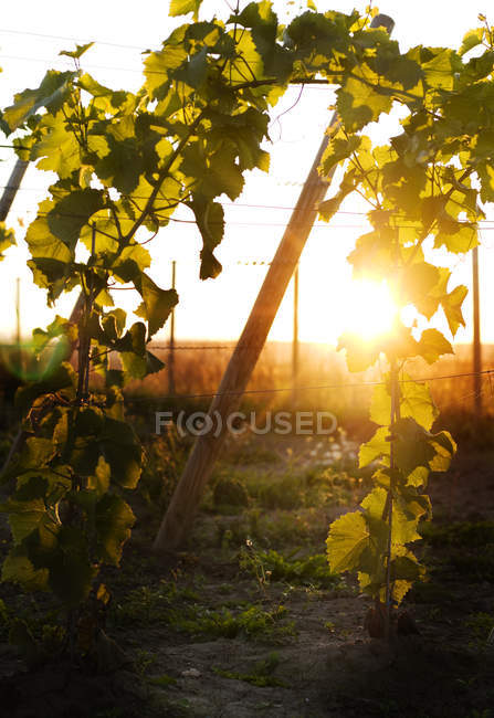 Vue de face des raisins dans le vignoble au coucher du soleil — Photo de stock