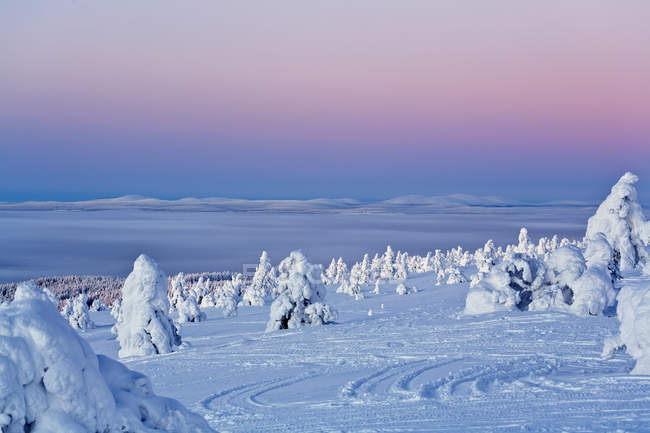 Покрытый снегом пейзаж с соснами и лыжными трассами на снегу — стоковое фото