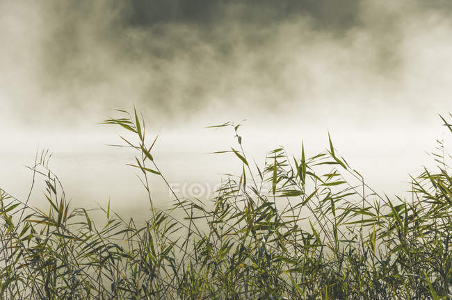 Вид спереди травы с туманом на заднем плане — стоковое фото