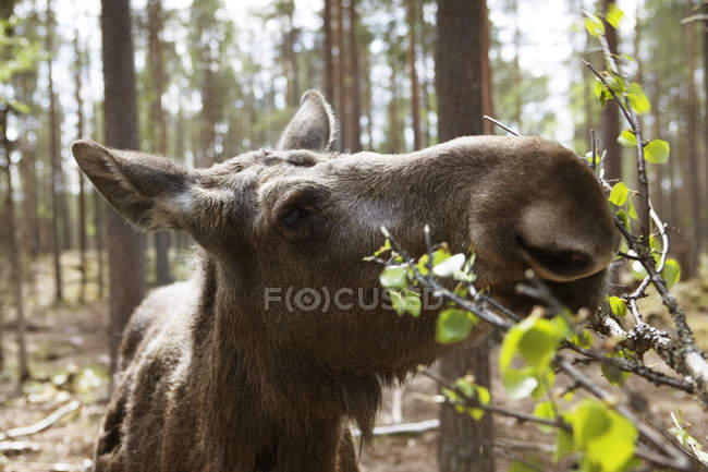 Nahaufnahme der Fütterung weiblicher Elche — Stockfoto