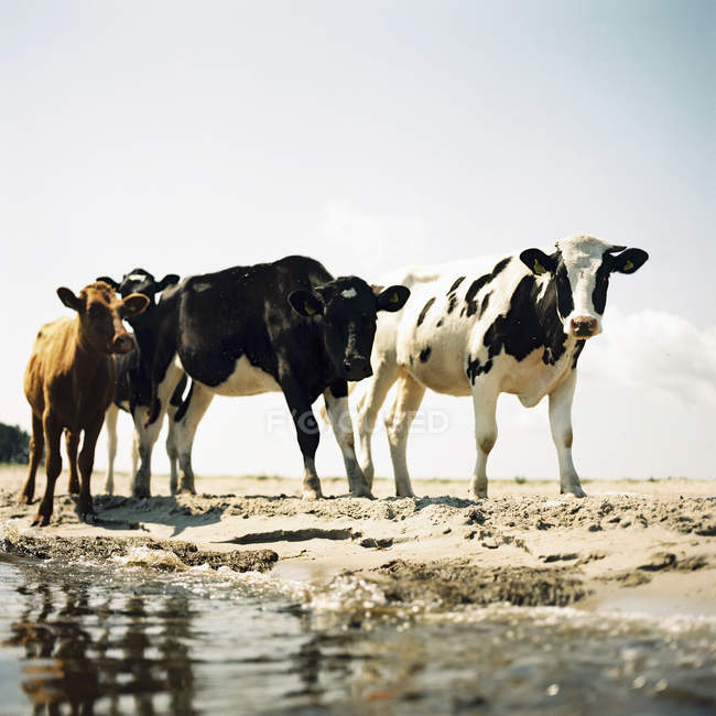 Cuatro vacas en la playa de arena a la luz del sol - foto de stock