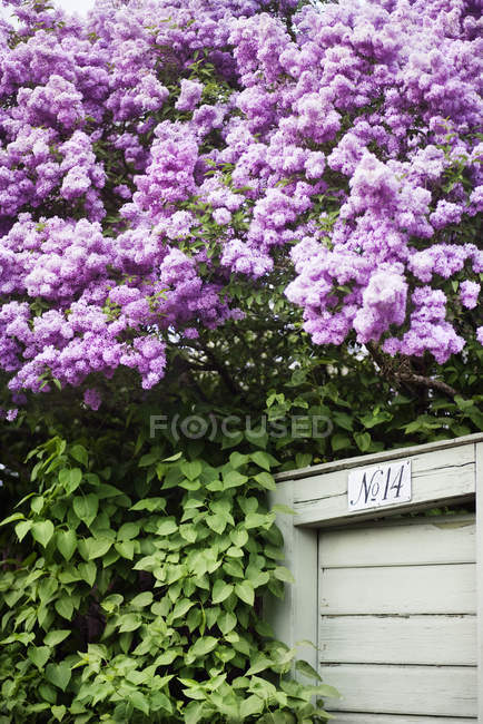 Квітучі бузкові та дерев'яні ворота на фоні — стокове фото