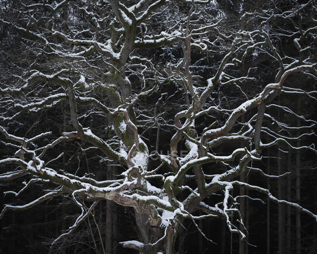 Árbol desnudo de roble pedunculado en invierno - foto de stock