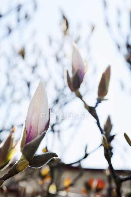Close up shot of magnolia flower buds on tree — Stock Photo