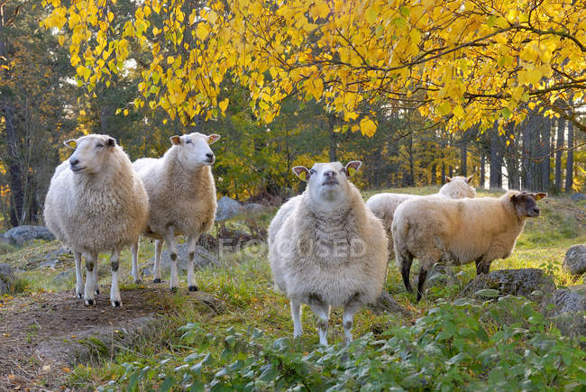 Pastoreio de ovinos em pastagens com folhagem de outono — Fotografia de Stock